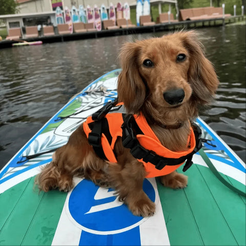 Premium Dachshund Life Jacket The Doxie World