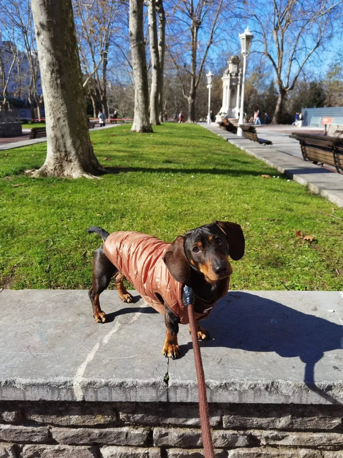 Puffer Dachshund Coat The Doxie World