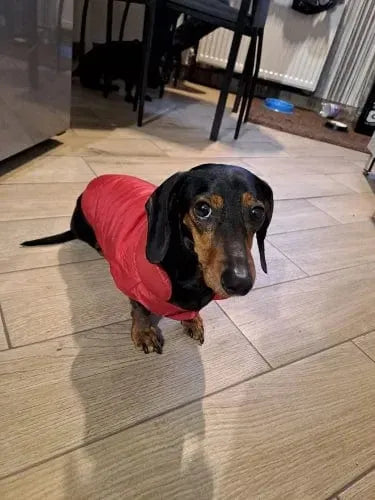 Puffer Dachshund Coat The Doxie World