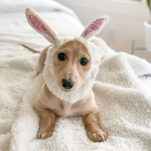 Rabbit Dachshund Hat The Doxie World