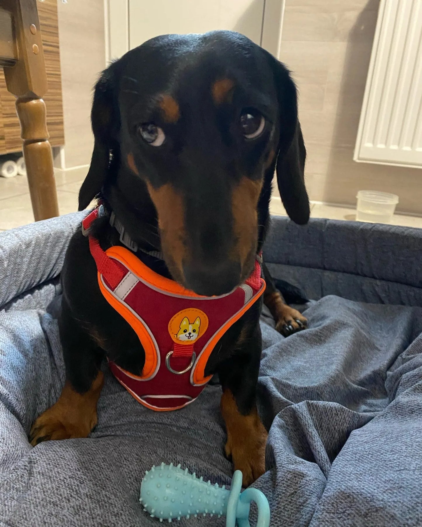 Reflective Dachshund Harness and Leash Set The Doxie World