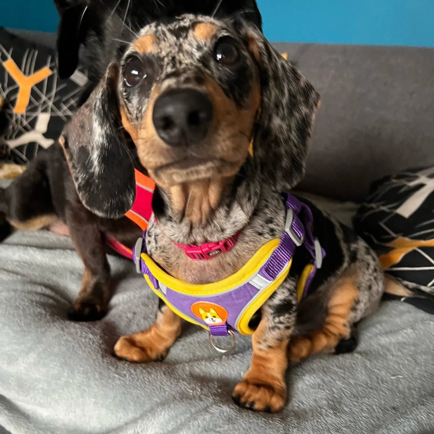 Reflective Dachshund Harness and Leash Set The Doxie World