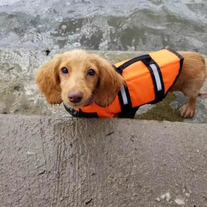 Reflective Dachshund Life Vest The Doxie World
