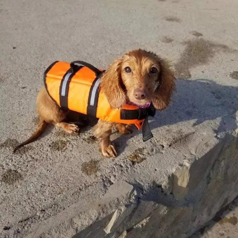 Reflective Dachshund Life Vest The Doxie World