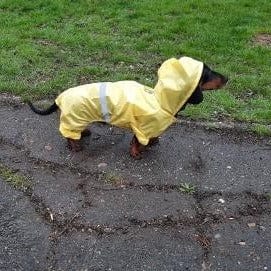 Reflective Dachshund Raincoat The Doxie World
