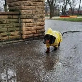 Reflective Dachshund Raincoat The Doxie World