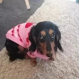 Reindeer Sweater for Sausage Dog The Doxie World