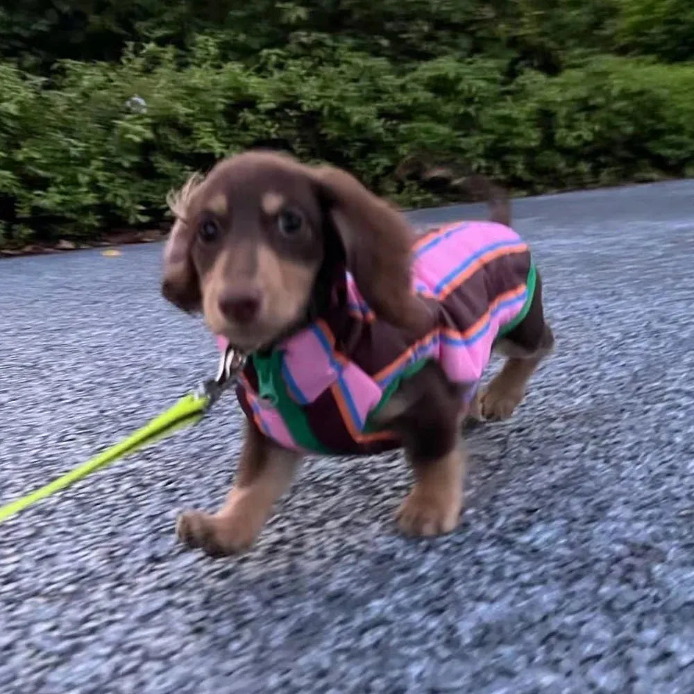 Reversible Wiener Dog Jacket The Doxie World