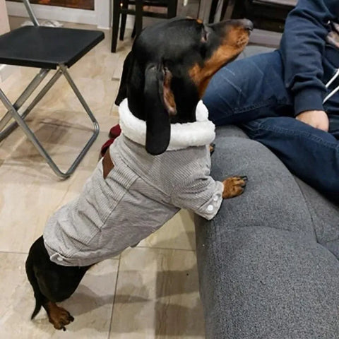 Ribbed Velvet Dachshund Jacket Gray / XS The Doxie World