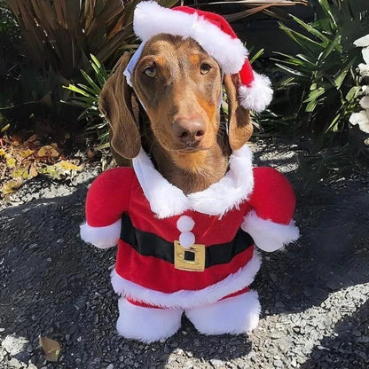 Sausage Dog Santa Costume The Doxie World