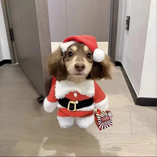 Sausage Dog Santa Costume XS The Doxie World