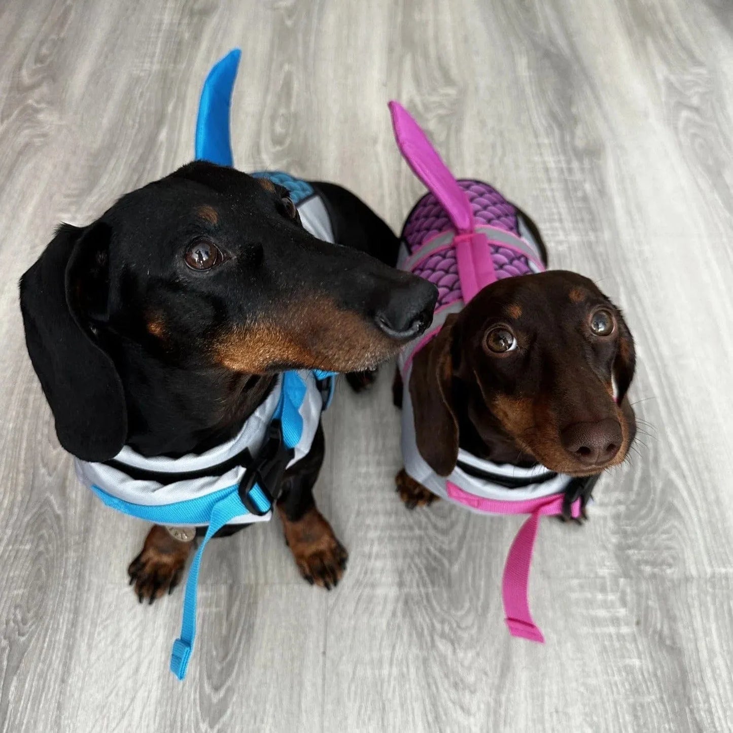 Shark Dachshund Life Jacket The Doxie World