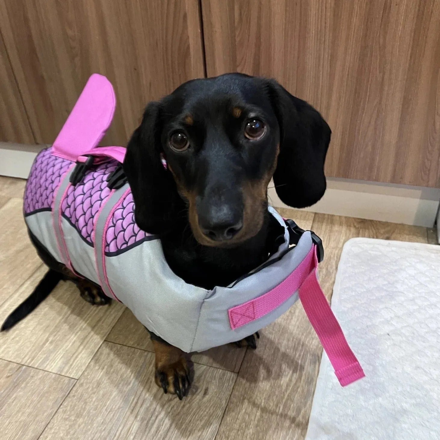 Shark Dachshund Life Jacket The Doxie World