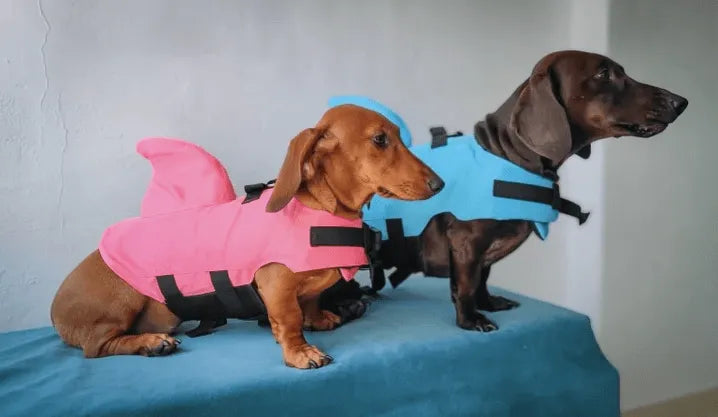 Shark Life Jacket For Dachshund The Doxie World