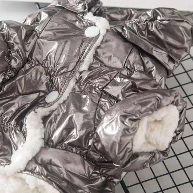 Shiny Dachshund Coat The Doxie World