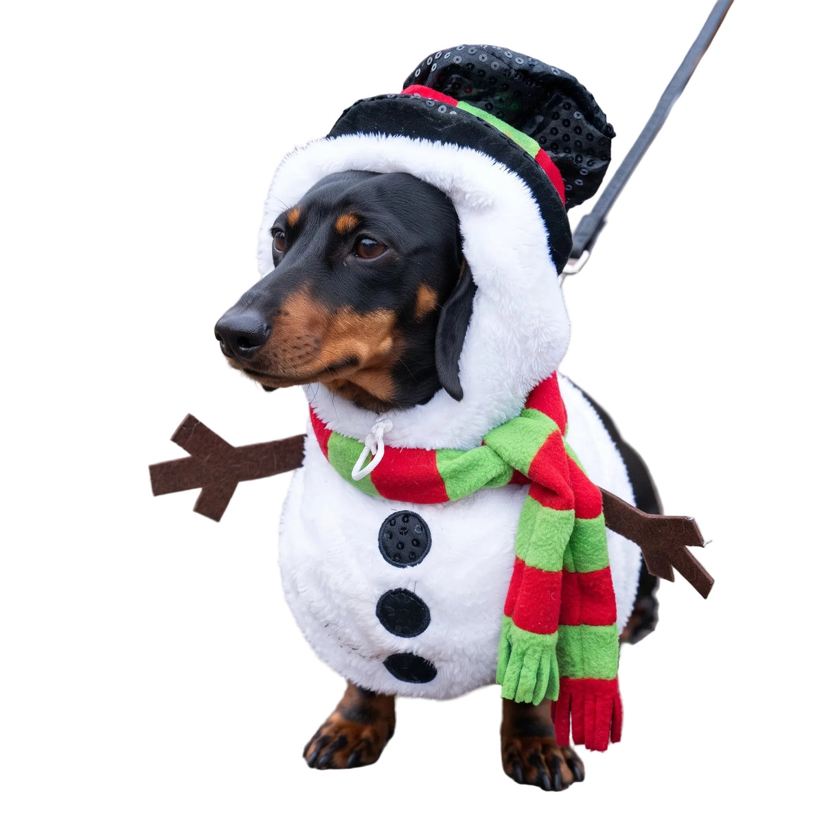 Snowman Dachshund Dog Costume S The Doxie World