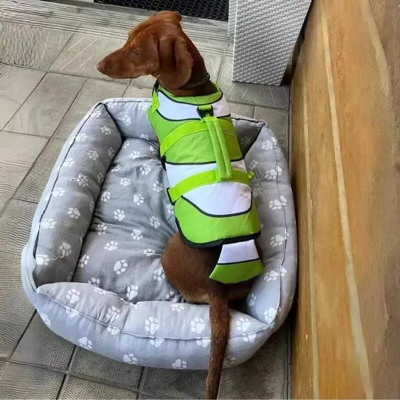 Sporty Dachshund Life Vest Green / XS The Doxie World
