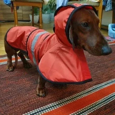 Sporty Dachshund Raincoat Red / M thedoxieworld