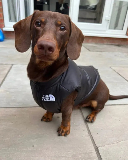 The Dog Face Dachshund Puffer S The Doxie World