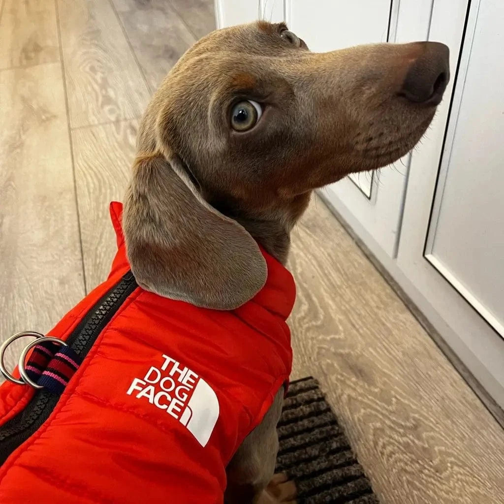 The Dog Face Jacket for Dachshund The Doxie World