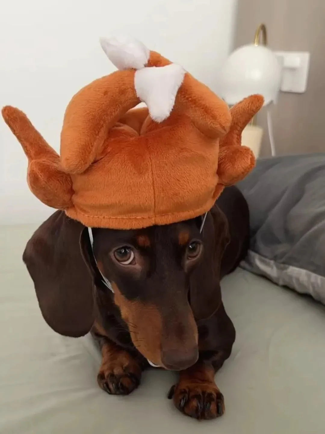 Turkey Dachshund Dog Hat The Doxie World