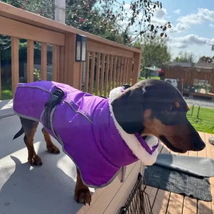 Warm Fleece Dachshund Coat The Doxie World
