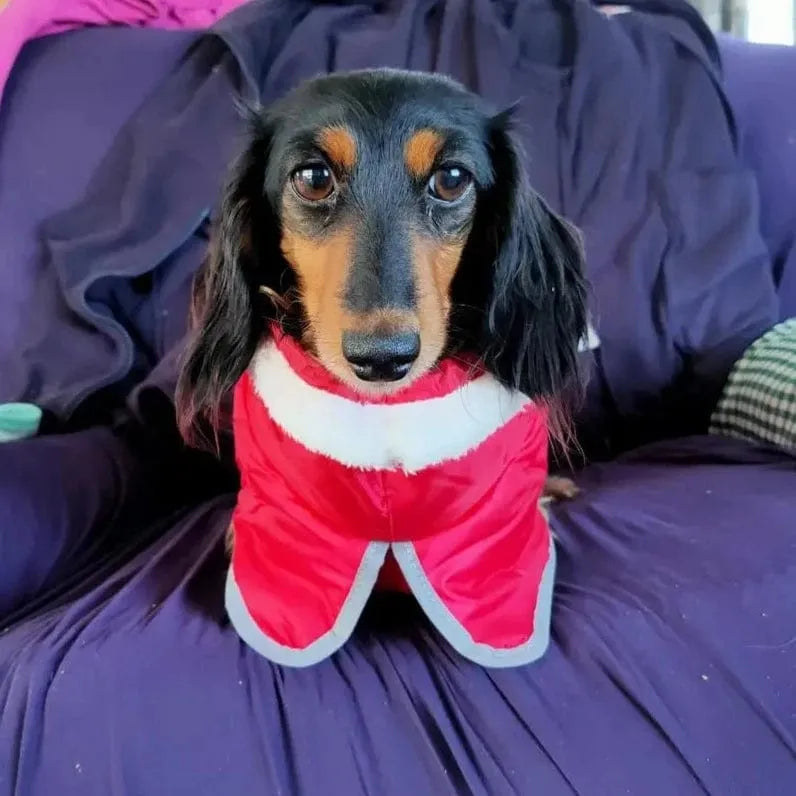 Warm Fleece Dachshund Coat The Doxie World