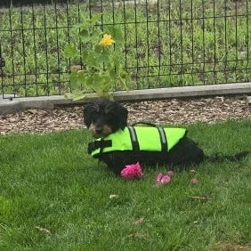 Weenie Dog Life Vest The Doxie World