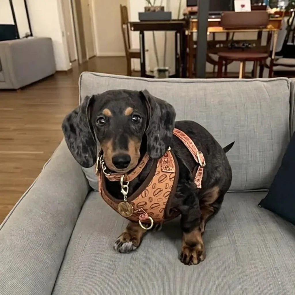 White Hearts Dachshund Harness Set The Doxie World