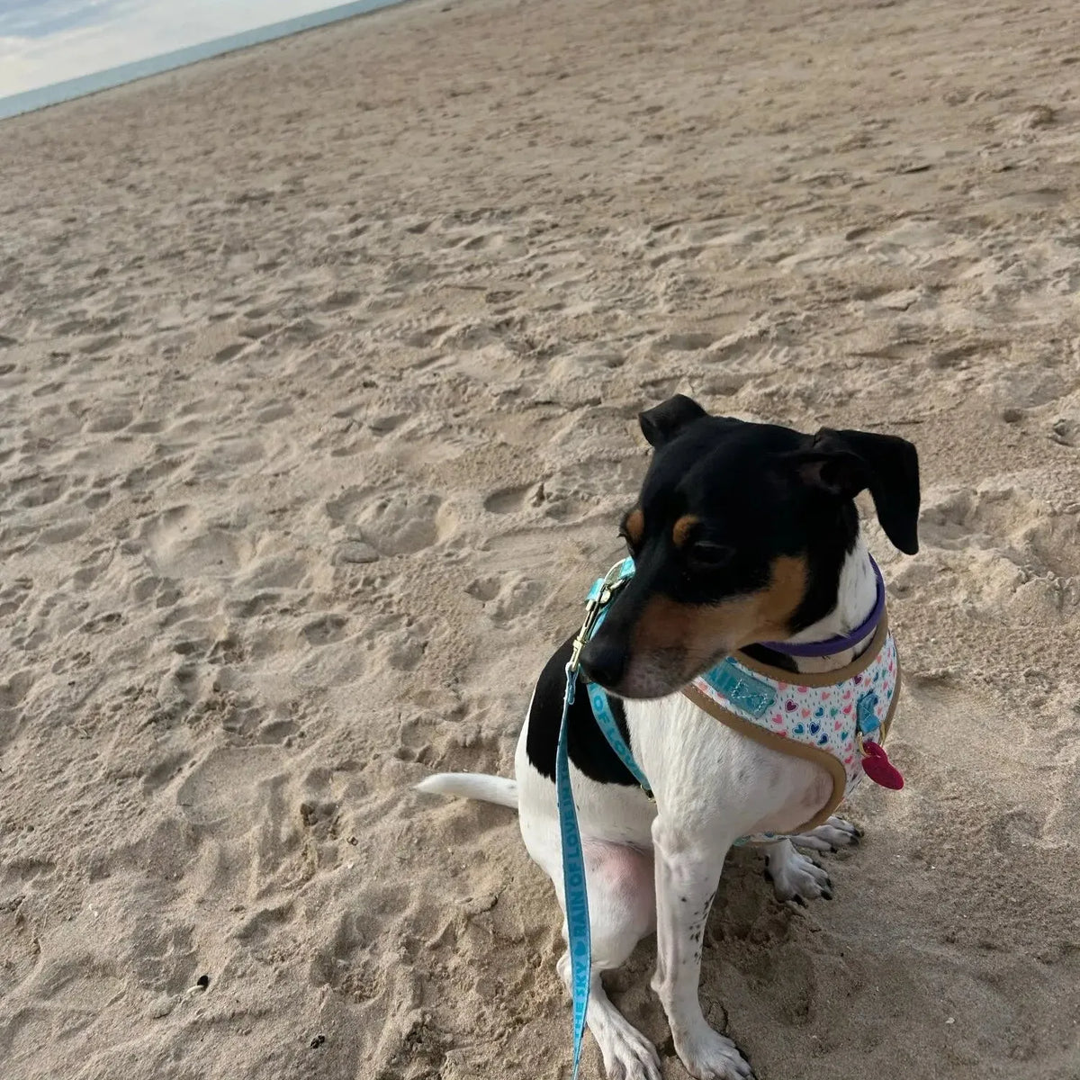 White Hearts Dachshund Harness Set The Doxie World