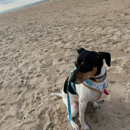 White Hearts Dachshund Harness Set The Doxie World