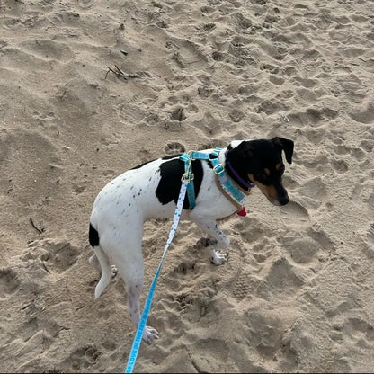 White Hearts Dachshund Harness Set The Doxie World