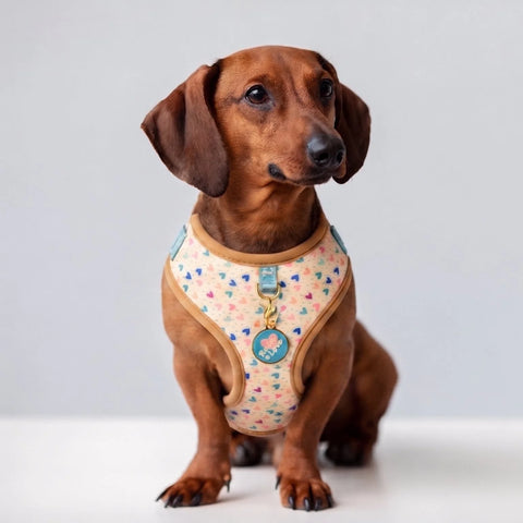 White Hearts Dachshund Harness Set The Doxie World