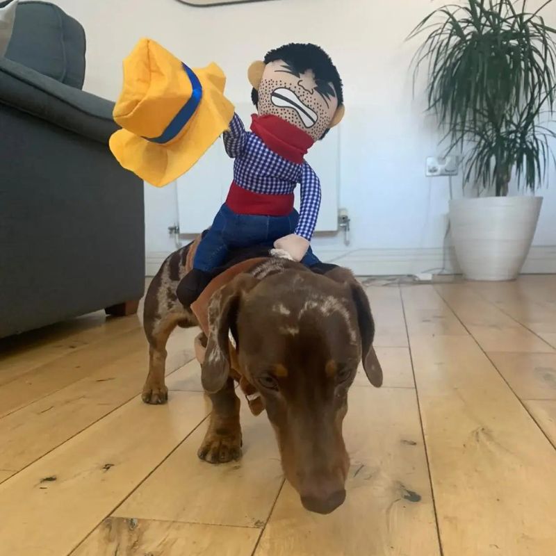 Wiener Dog Cowboy Costume S The Doxie World