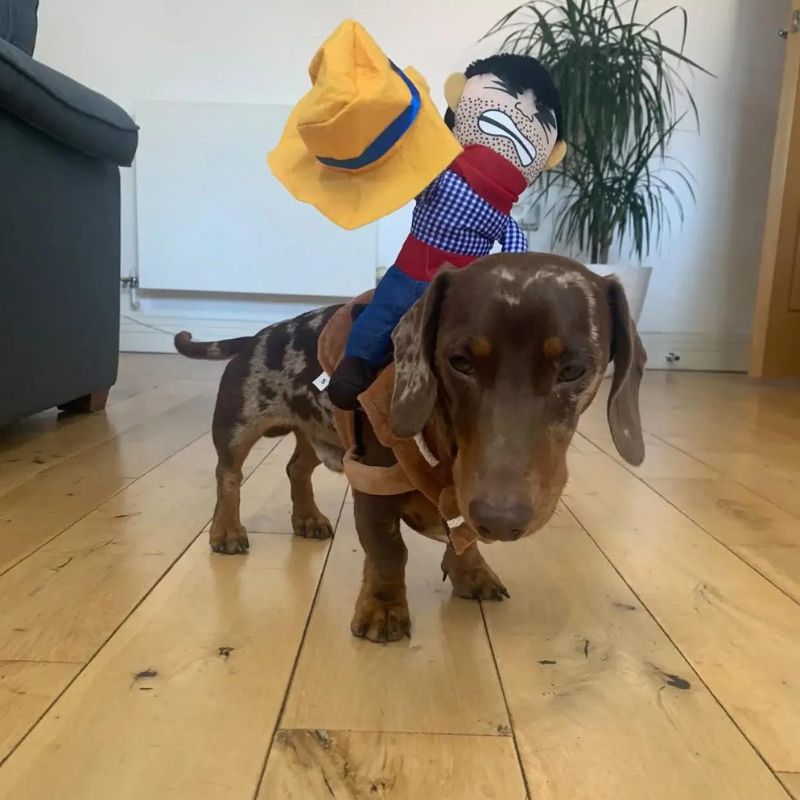 Wiener Dog Cowboy Costume The Doxie World