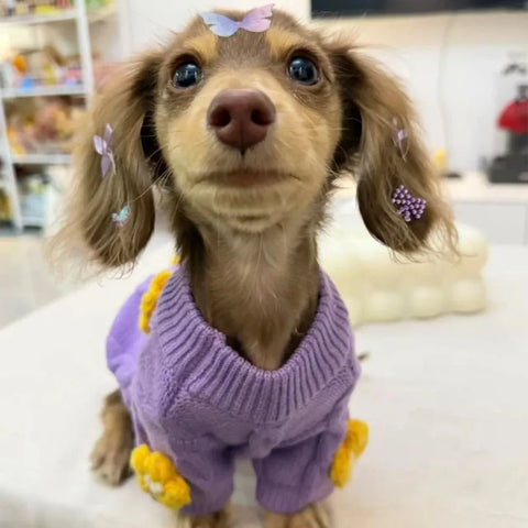 Wiener Dog Purple Sweater Purple / XS The Doxie World