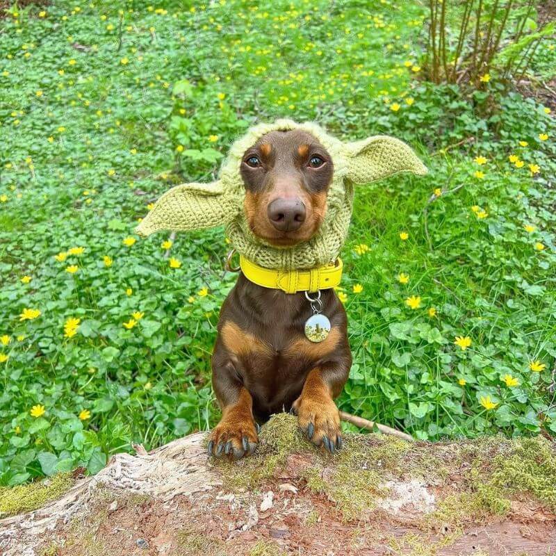 Yoda Dachshund Hat The Doxie World